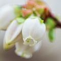 Blueberry Blossoms Photograph by Kristia Adams Blueberry Blossoms Photograph by Kristia Adams