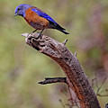 Bluebird At Red Canyon by Jennifer Robin