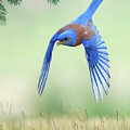 Bluebird Flyby by Judi Dressler