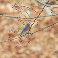 Bluebird on a Branch Photograph by Amelia Pearn Bluebird on a Branch Photograph by Amelia Pearn