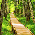 Boardwalk in the Forest Photograph by Jeff Sinon Boardwalk in the Forest Photograph by Jeff Sinon