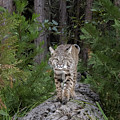 Bobcat Photograph by Randy Robbins Bobcat Photograph by Randy Robbins