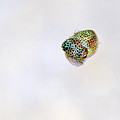 Bobtail squid Photograph by Artesub Bobtail squid Photograph by Artesub