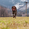 Bohemian Wire Haired Pointing Griffon running towards to me for some food. She jumps and runs to me for my order. Photograph by Vaclav Sonnek Bohemian Wire Haired Pointing Griffon running towards to me for some food. She jumps and runs to me for my order. Photograph by Vaclav Sonnek