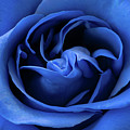 Bold Blue Rose Photograph by Tina Horne Bold Blue Rose Photograph by Tina Horne