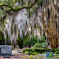 Bonaventure Spanish Moss Photograph by Tom Singleton Bonaventure Spanish Moss Photograph by Tom Singleton
