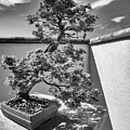 Bonsai by Bill Chardon