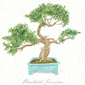 Bonsai Trees - Prostrata Juniper Mixed Media by Shari Warren Bonsai Trees - Prostrata Juniper Mixed Media by Shari Warren