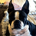Boston Terrier Photograph by Karen Zuk Rosenblatt Boston Terrier Photograph by Karen Zuk Rosenblatt