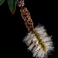 Bottlebrush Flower Photograph by Endre Balogh Bottlebrush Flower Photograph by Endre Balogh