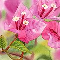 Bougainvillea Painting by Espero Art Bougainvillea Painting by Espero Art