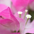 Bougainvillea Photograph by Mingming Jiang Bougainvillea Photograph by Mingming Jiang