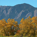 Boulder Flatirons and Mighty Cottonwood Trees Photograph by James BO Insogna Boulder Flatirons and Mighty Cottonwood Trees Photograph by James BO Insogna