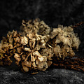 Bouquet of dried hydrangea flowers Photograph by MPhotographer Bouquet of dried hydrangea flowers Photograph by MPhotographer