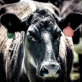 Bovine Glamour Shot by Spencer McDonald