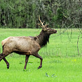 Boxley Valley Bull Elk Tongue by Lee and Renee Walsh