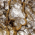 Branch Sky Photograph by John Linnemeyer Branch Sky Photograph by John Linnemeyer