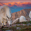 Breakfast In the Rockies by Darren White