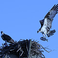 Breakfast Time by Allan Levin