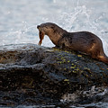 Breakfast Time by Randy Hall