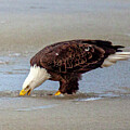 Breaking Through the Ice The American Bald Eagle by Lisa Arview