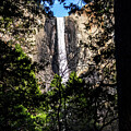Bridalveil Fall Through Trees by Diane Moller
