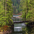 Bridge over the forest stream Photograph by Alex Lyubar Bridge over the forest stream Photograph by Alex Lyubar