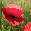 Bright red petals of a poppy Photograph by Adriana Mueller Bright red petals of a poppy Photograph by Adriana Mueller