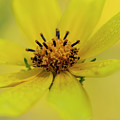 Bright Yellow Daisy Photograph by Karen Rispin Bright Yellow Daisy Photograph by Karen Rispin