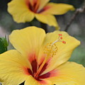 Bright Yellow Hibiscus Pair Photograph by Amy Fose Bright Yellow Hibiscus Pair Photograph by Amy Fose