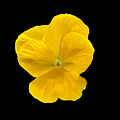 Bright Yellow Pansy by Yvonne M Smith