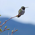 Broad-Tailed Hummingbird in Spring by Emily Caldwell