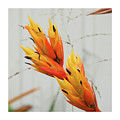 Bromeliad Blossoms by Luz Resto
