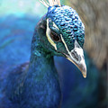 Bronx Peacock Photograph by Kevin Suttlehan Bronx Peacock Photograph by Kevin Suttlehan