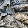 Bronzed Leaves 3 by Vicki Hone Smith