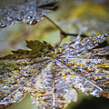 Bronzed by Ryan Weddle