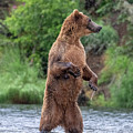 Brown Bear, Brown Bear, What do you See? Photograph by Randy Robbins Brown Bear, Brown Bear, What do you See? Photograph by Randy Robbins