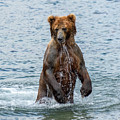 Brown bear standing in water Photograph by Mikhail Kokhanchikov Brown bear standing in water Photograph by Mikhail Kokhanchikov