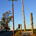 Brown Eggs at Scenic Road by Tana Reiff