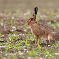 Norfolk brown hare at in a field of crops Photograph by Simon Bratt Norfolk brown hare at in a field of crops Photograph by Simon Bratt