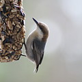 Brown-headed Nuthatch Photograph by Heather E Harman Brown-headed Nuthatch Photograph by Heather E Harman