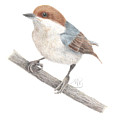 Brown-Headed Nuthatch Painting by Monica Burnette Brown-Headed Nuthatch Painting by Monica Burnette
