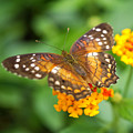 Brown Peacock Butterfly Photograph by Rona Black Brown Peacock Butterfly Photograph by Rona Black
