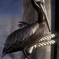 Brown Pelican in Key West 9L by Gerry Gantt