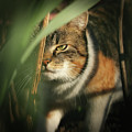 Cruel look by domestic kitten walks through dense jungle Photograph by Vaclav Sonnek Cruel look by domestic kitten walks through dense jungle Photograph by Vaclav Sonnek