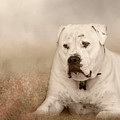 Brutus Dreaming by Elaine Teague