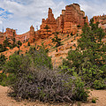Bryce Canyon Fins by Anthony Sacco