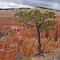 Bryce Canyon National Park - Living On the edge Photograph by Yvonne Jasinski Bryce Canyon National Park - Living On the edge Photograph by Yvonne Jasinski