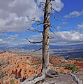 Bryce Canyon National Park - Still standing Photograph by Yvonne Jasinski Bryce Canyon National Park - Still standing Photograph by Yvonne Jasinski