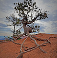 Bryce Canyon National Park - Fighting to Stay Rooted Photograph by Yvonne Jasinski Bryce Canyon National Park - Fighting to Stay Rooted Photograph by Yvonne Jasinski